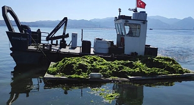 Deniz marulları temizleniyor