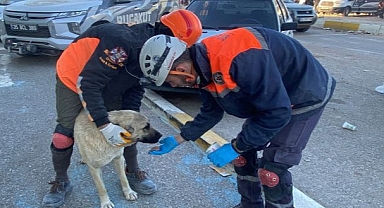 Buca Belediyesi veterinerleri deprem bölgesinde