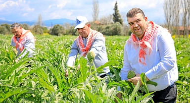 Seferihisar'da Enginar Zamanı