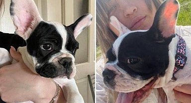 Çalınan köpek Nina aranıyor!