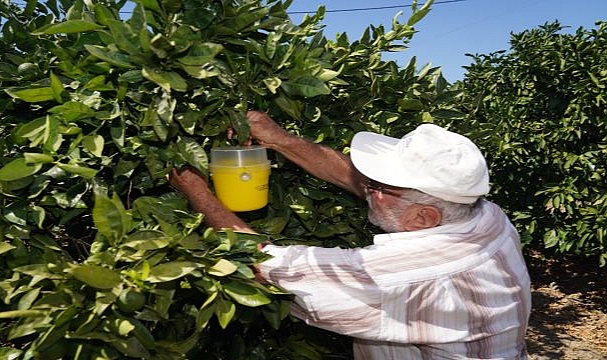 Karaburun’da narenciye kalitesi artıyor