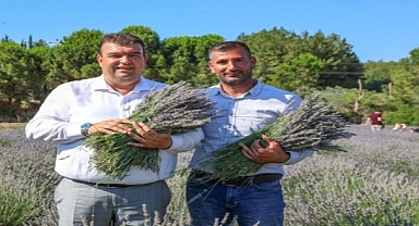 Seferihisar'da Lavanta Büyüsü Başlıyor