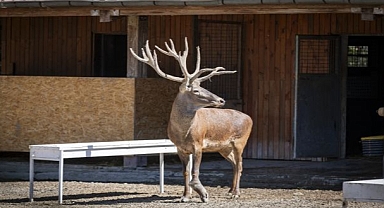 İyileşen kızıl geyik Paşa yeni yuvasında