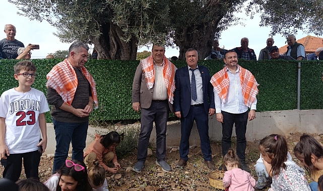 Orhanlı'da Zeytin Hasadı Festivali Coşkusu