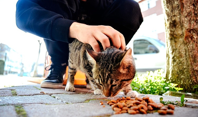 Sokak Hayvanlarını Besleme Yasağı Tartışma Yarattı