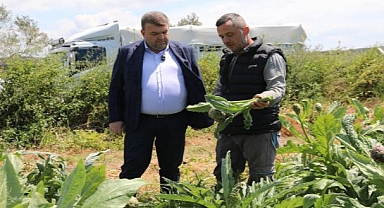 Seferihisar’ın bereketli topraklarında yetişen enginar için hasat sezonu başladı